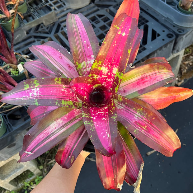 Neoregelia 'Gator Bait'