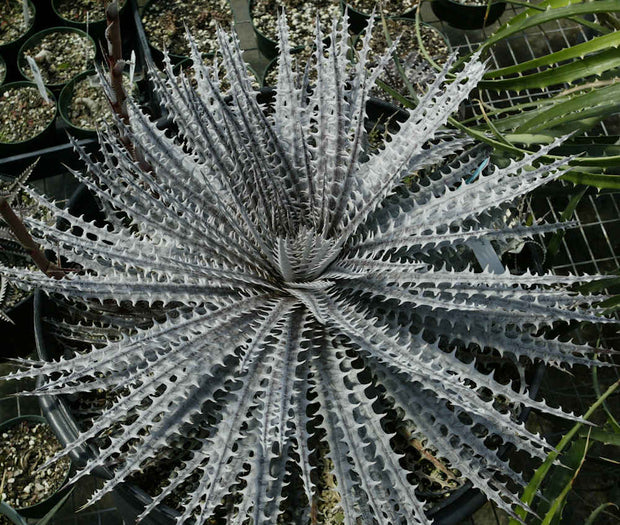 Dyckia 'Mercury'