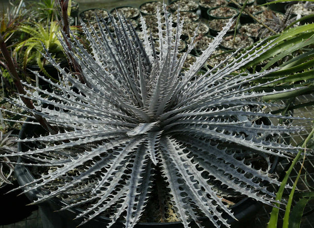 Dyckia 'Mercury'