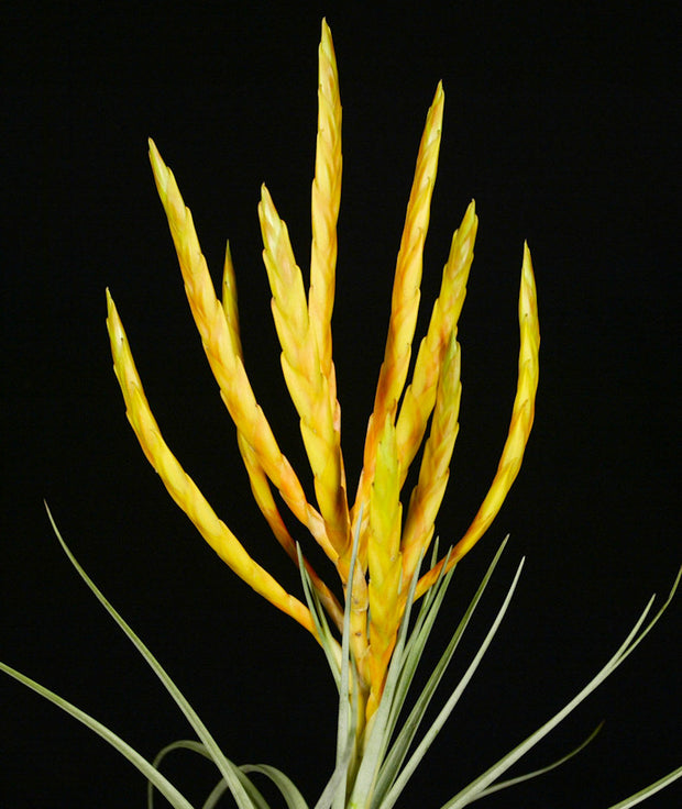 Tillandsia fasciculata 'Gold'