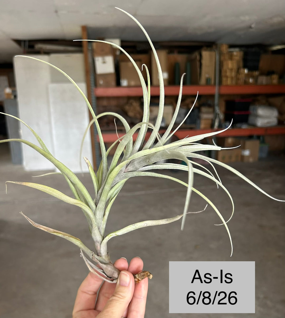 Tillandsia queroensis – Tropiflora