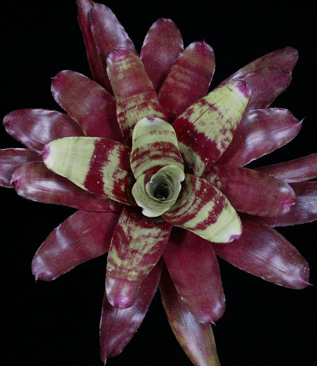 Neoregelia 'Flame Thrower'