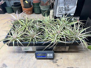 Tillandsias (Air Plants) by the Pound - Different Varieties!