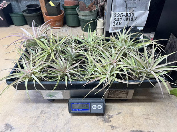 Tillandsias (Air Plants) by the Pound - Different Varieties!