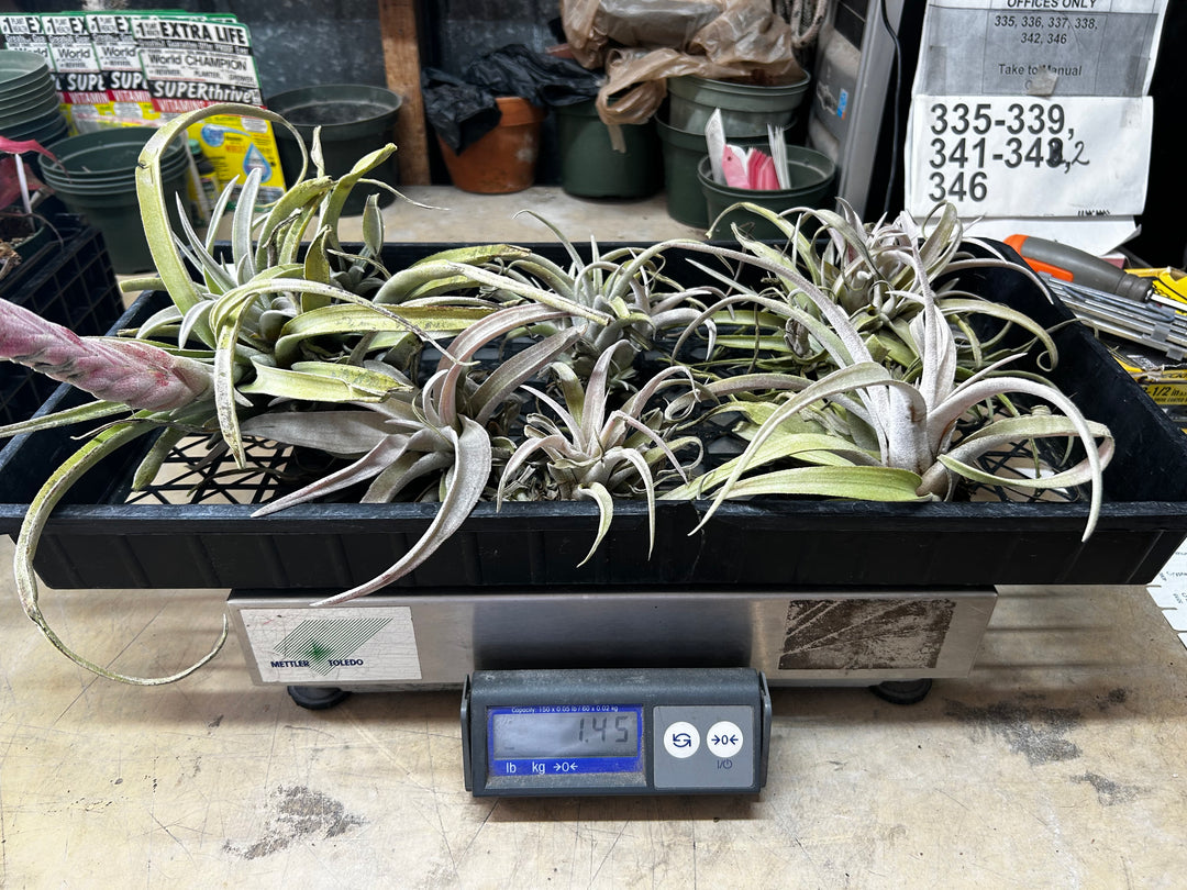 Tillandsias (Air Plants) by the Pound – Tropiflora