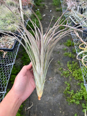 Tillandsia 'Buck Compton'