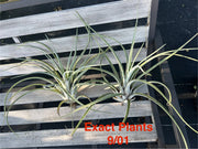 Tillandsia 'Gladiator'