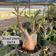 Pachypodium gracilius