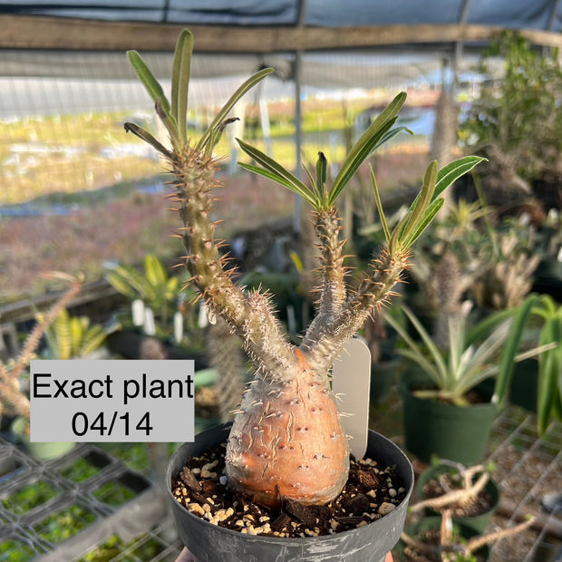 Pachypodium gracilius