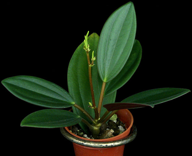 Peperomia maypurensis Puerto Ayacucho, Amazonas, Ven. DJC