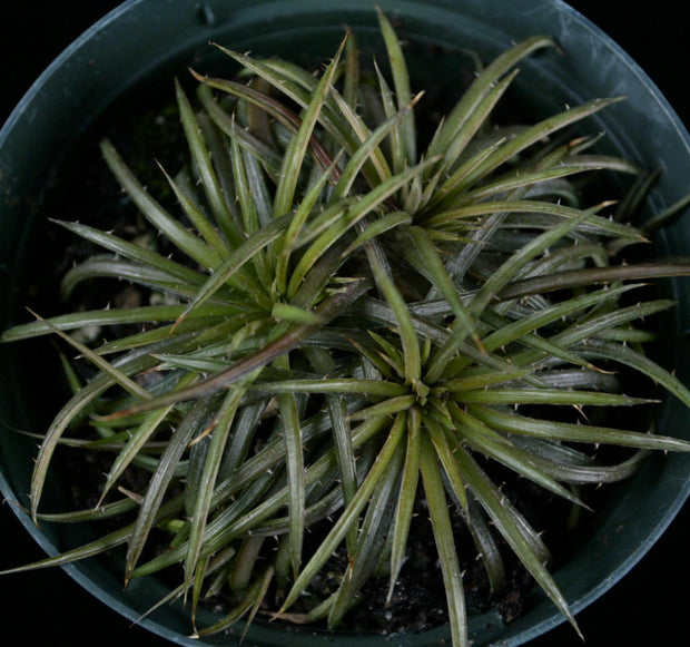 Dyckia choristaminea