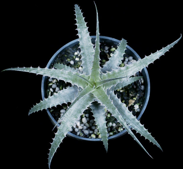 Deuterocohnia longipetala Silver hybrid