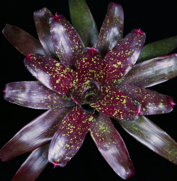 Neoregelia 'Little Guppy'