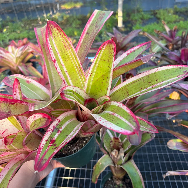 Neoregelia 'Belladonna'