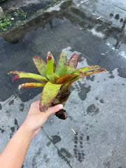 Guzmania sanguinea