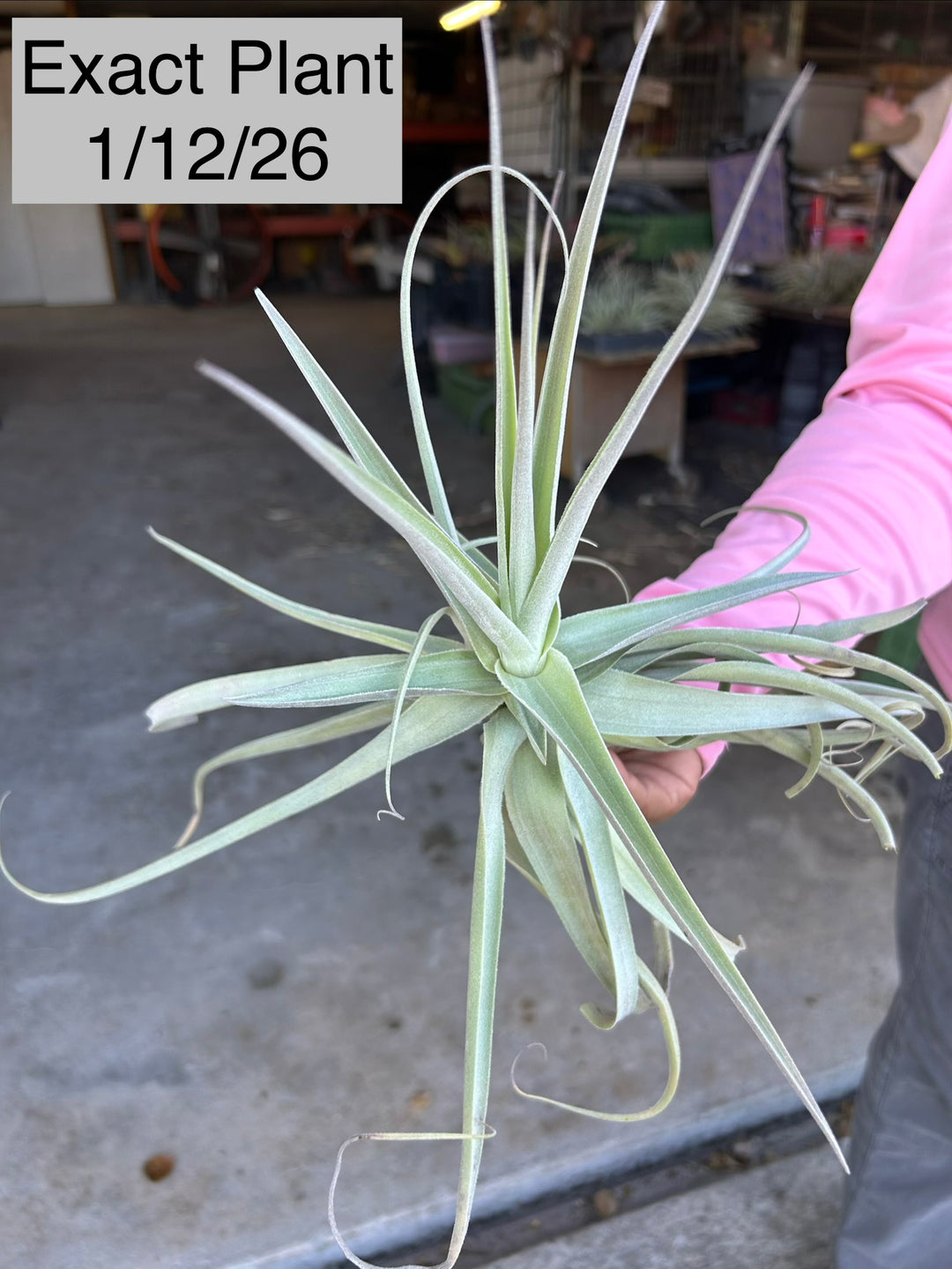 Tillandsia 'June T' – Tropiflora