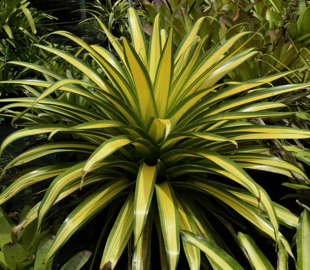 Alcantarea glaziouana 'John Stodart' (variegated)