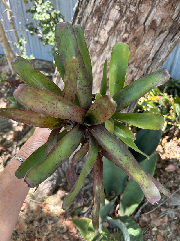 Neoregelia ampullacea x 'Royal Flush'