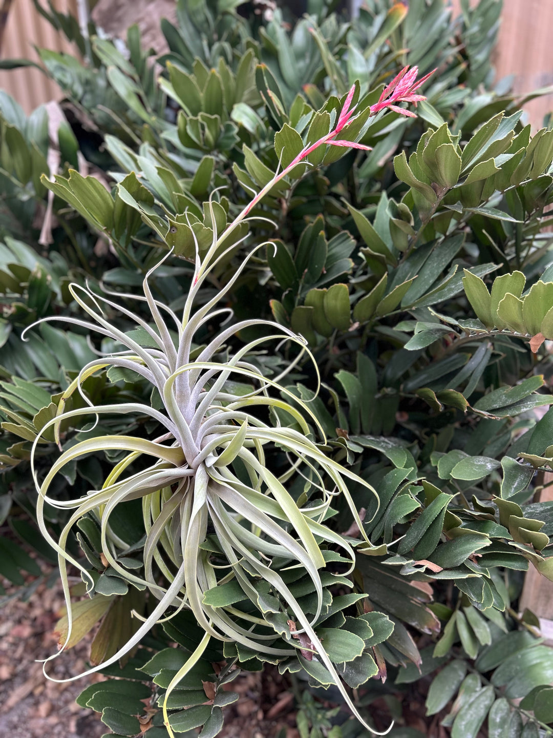 Tillandsia latifolia v. leucophylla – Tropiflora