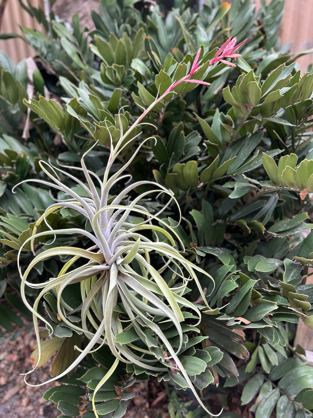 Tillandsia latifolia v. leucophylla