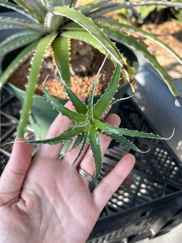 Hechtia aff pretiosa AS094-2 (White Flower)