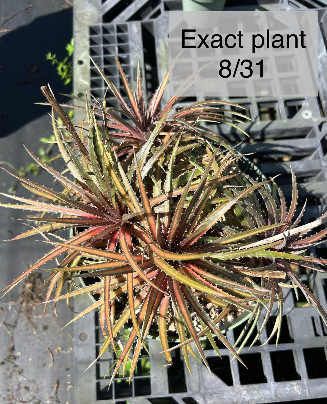 Dyckia Dakota ディッキア　ダコタ Dyckia 'Dakota' – Tropiflora