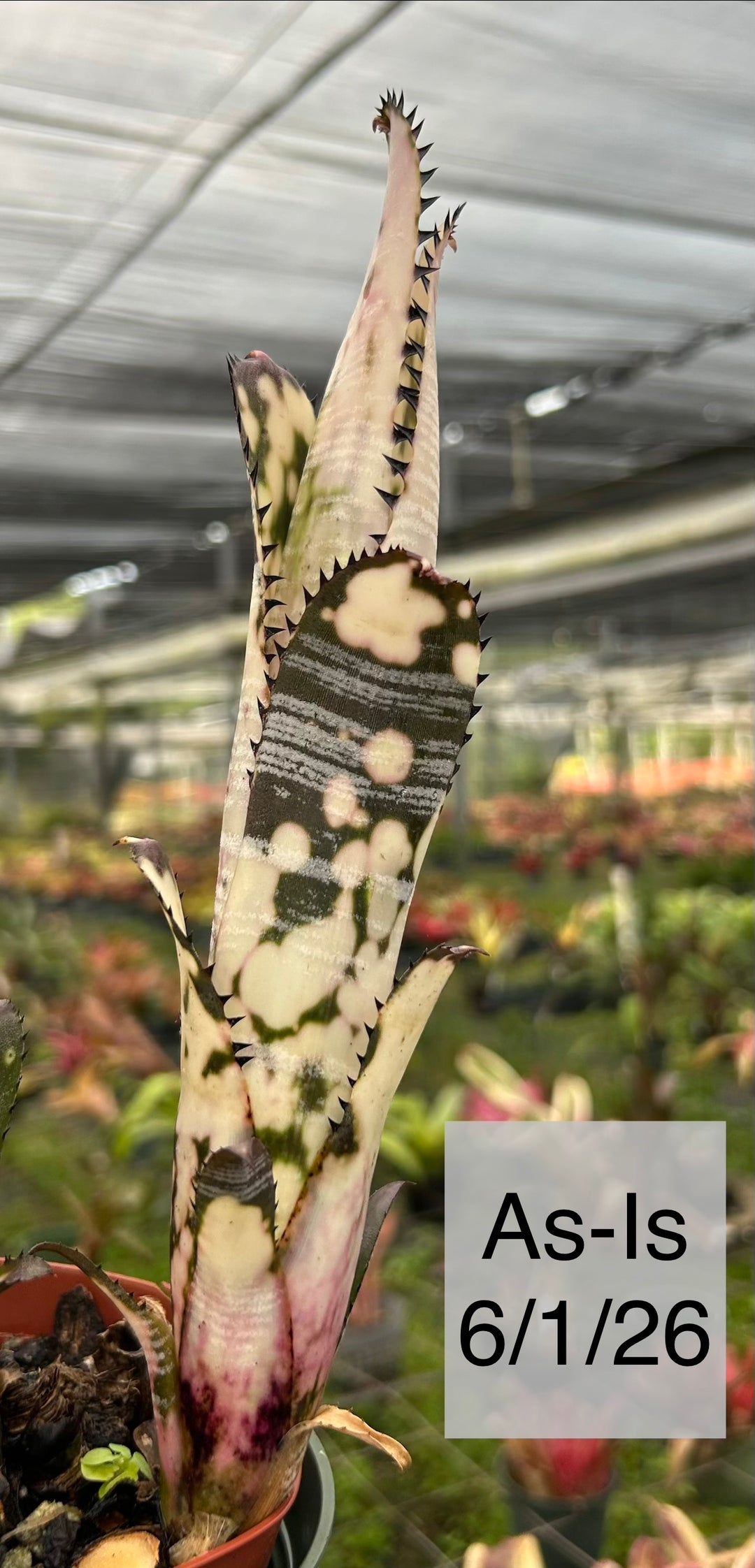 観葉植物 ビルベルギア Billbergia vittata 'Domingos Martins' from Olive Trevor Australia ①