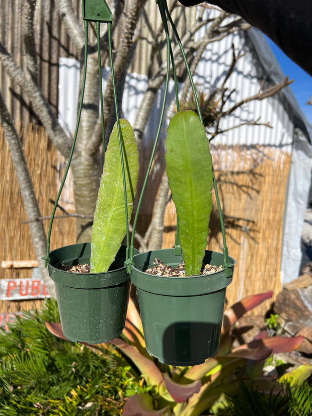 Pseudorhipsalis (formerly Wittia) amazonica