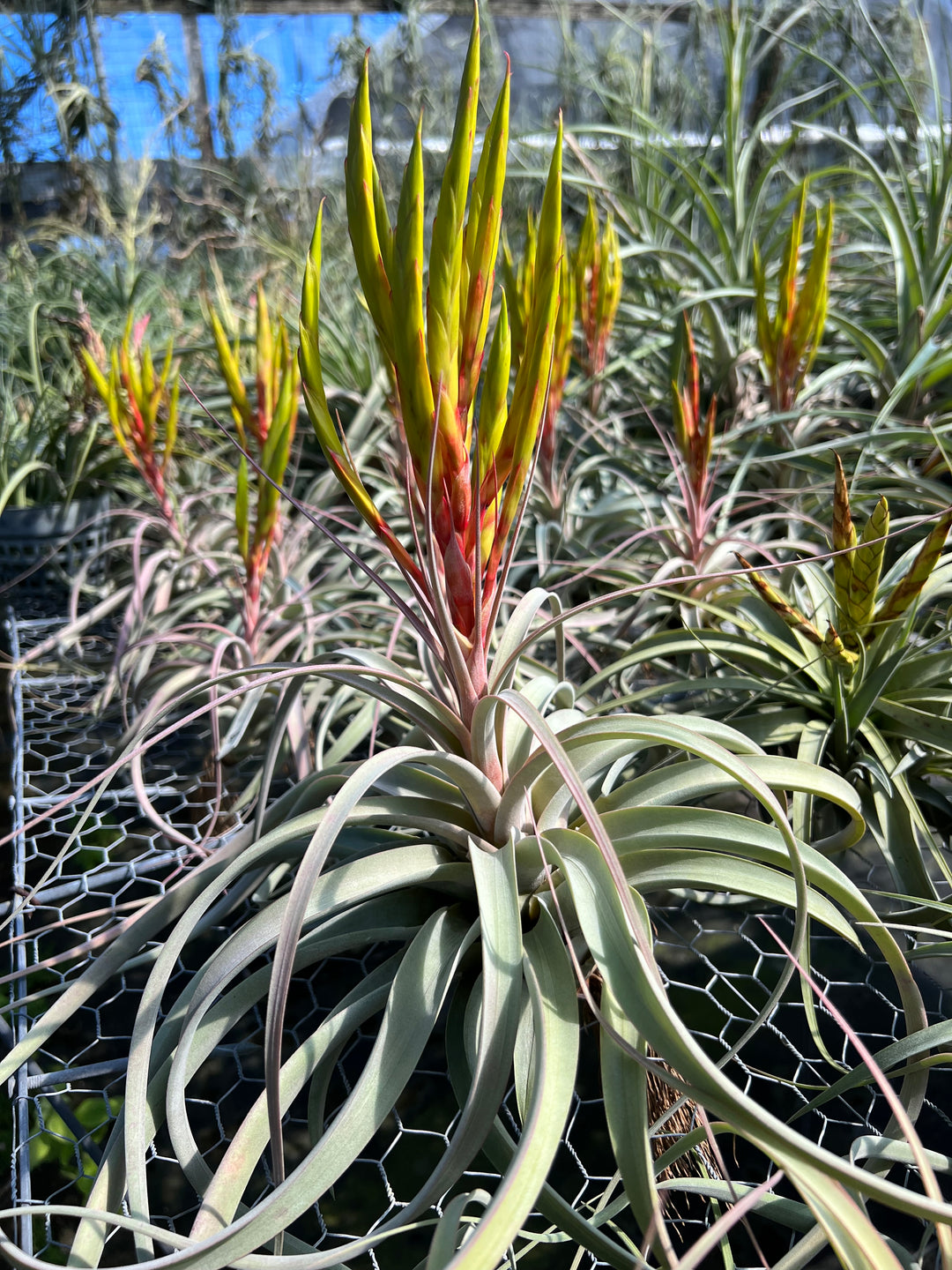 Tillandsia 'Lucky Lady' – Tropiflora
