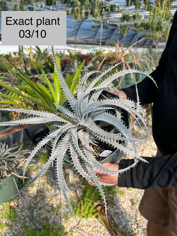 Dyckia delicata x 'T-Rex'