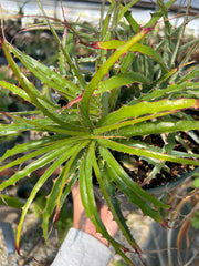Hechtia montana ISI 93-40