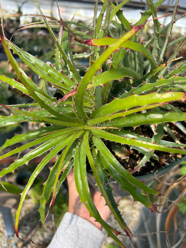 Hechtia montana ISI 93-40