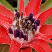 Bromelia species Altoparaiso de Goias, Brazil