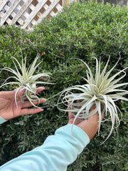 Tillandsia gardneri v. rupicola 'Purple Form'