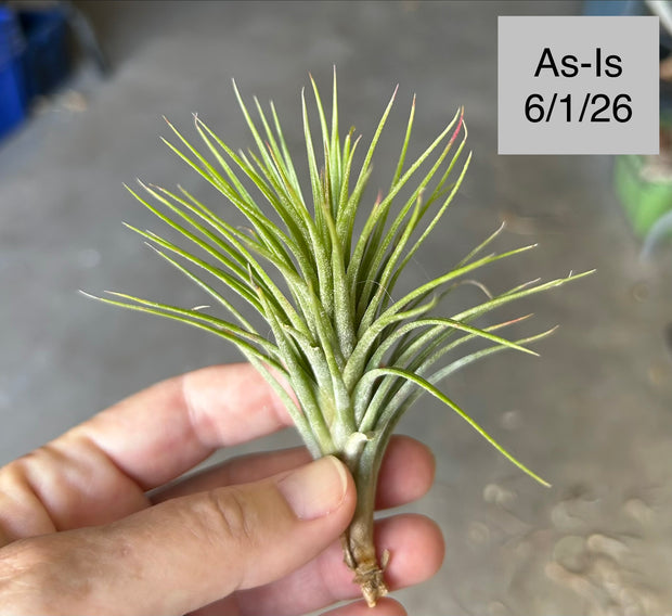Tillandsia 'Paul T' – Tropiflora