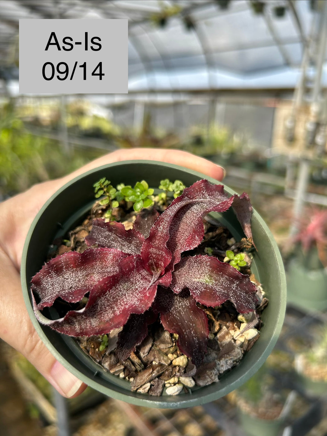 Cryptanthus 'Wild Cherry' – Tropiflora