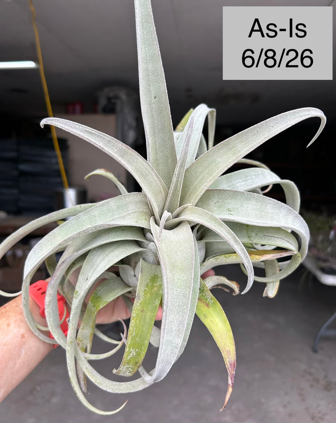 Tillandsia 'Bea Correale' – Tropiflora