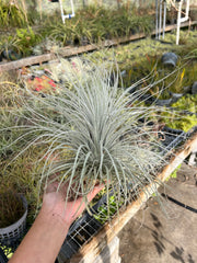 Tillandsia tectorum (clone #2)