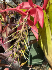 Billbergia magnifica
