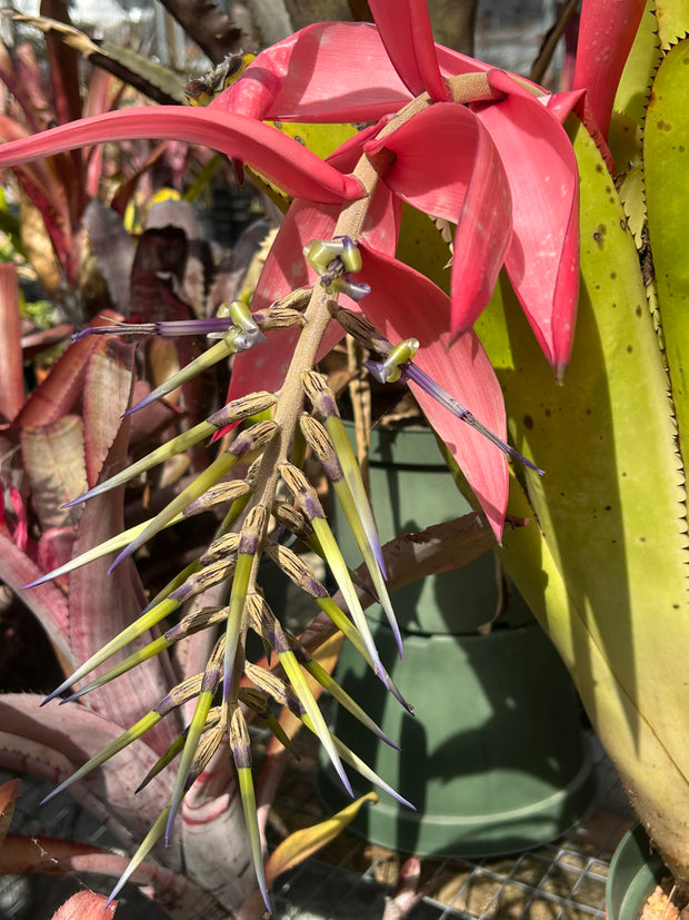 Billbergia magnifica
