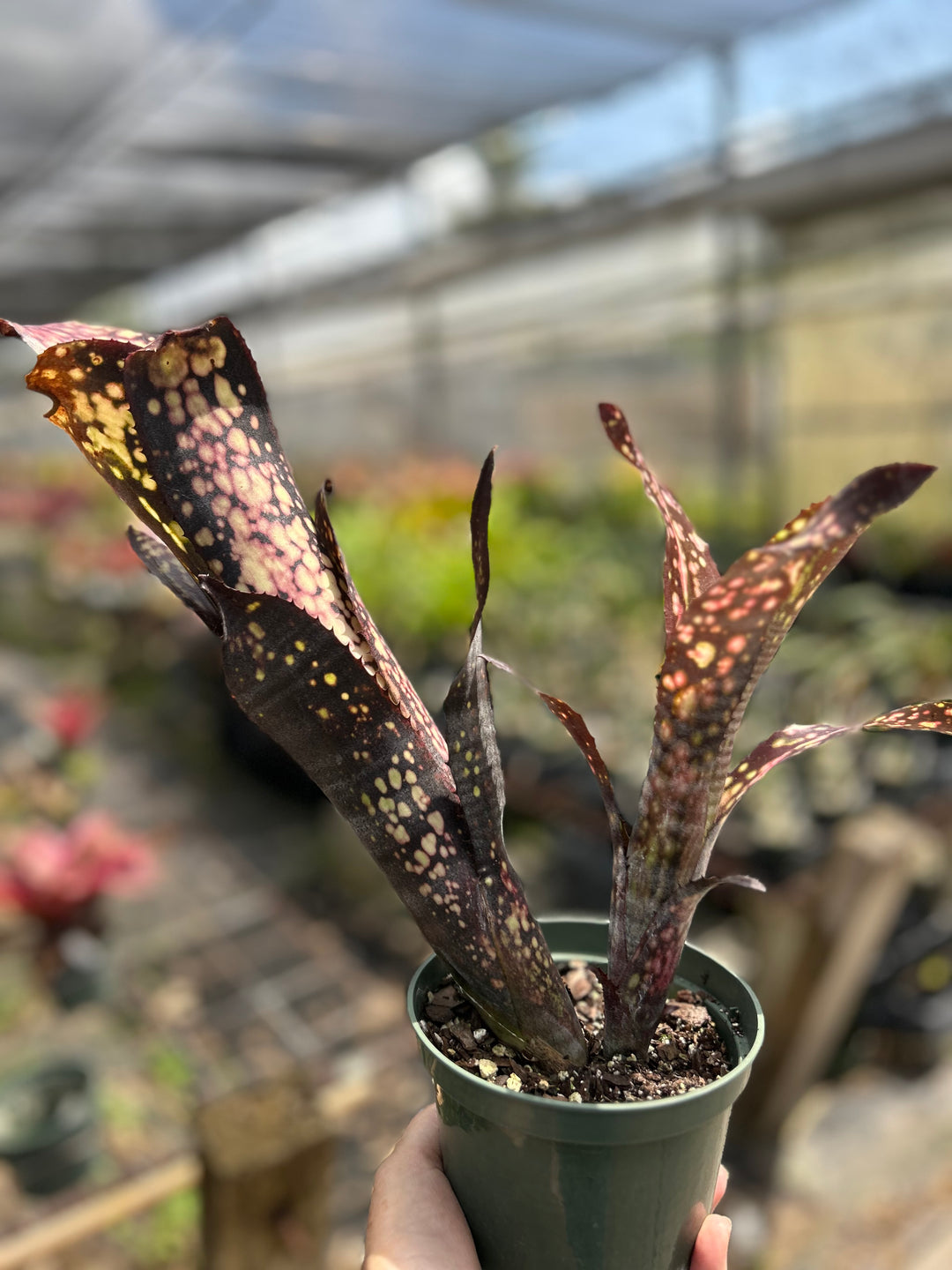 ブロメリア・エアープランツ Billbergia Black Pearl Billbergia 'Black Pearl' – Tropiflora
