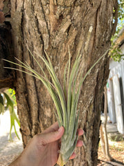 Tillandsia ionantha 'Snake'