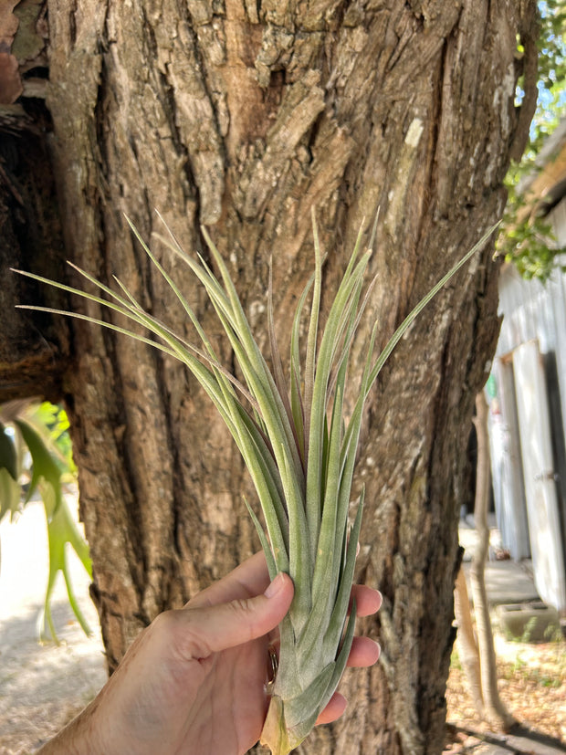 Tillandsia ionantha 'Snake'