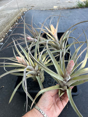 Tillandsia 'Steve'