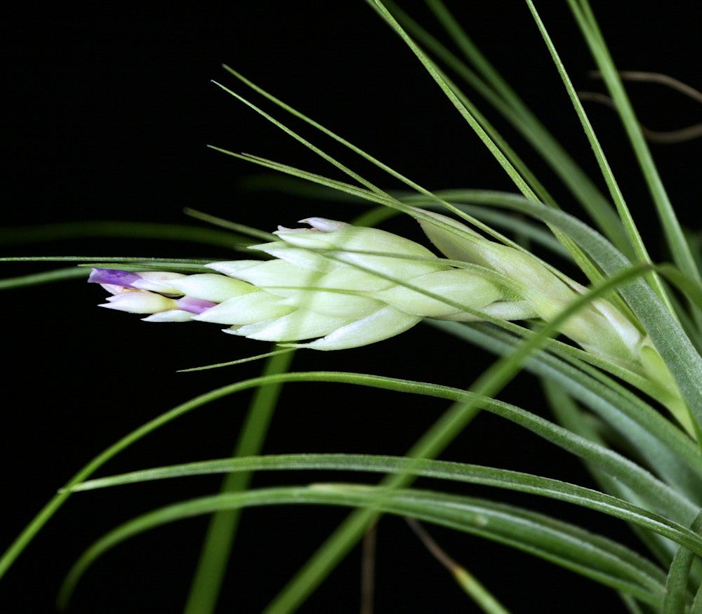 Tillandsia x donatoi – Tropiflora