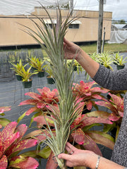 Tillandsia 'Buck Compton'