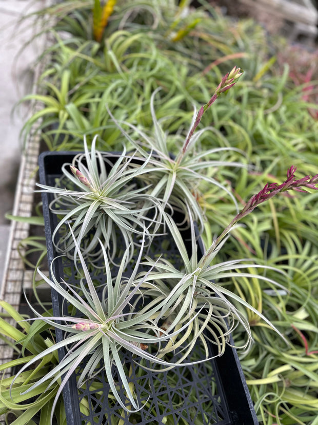 Tillandsia 'Imbroglio'