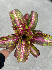 Neoregelia 'Cavalcade'