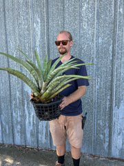 Tillandsia hildae