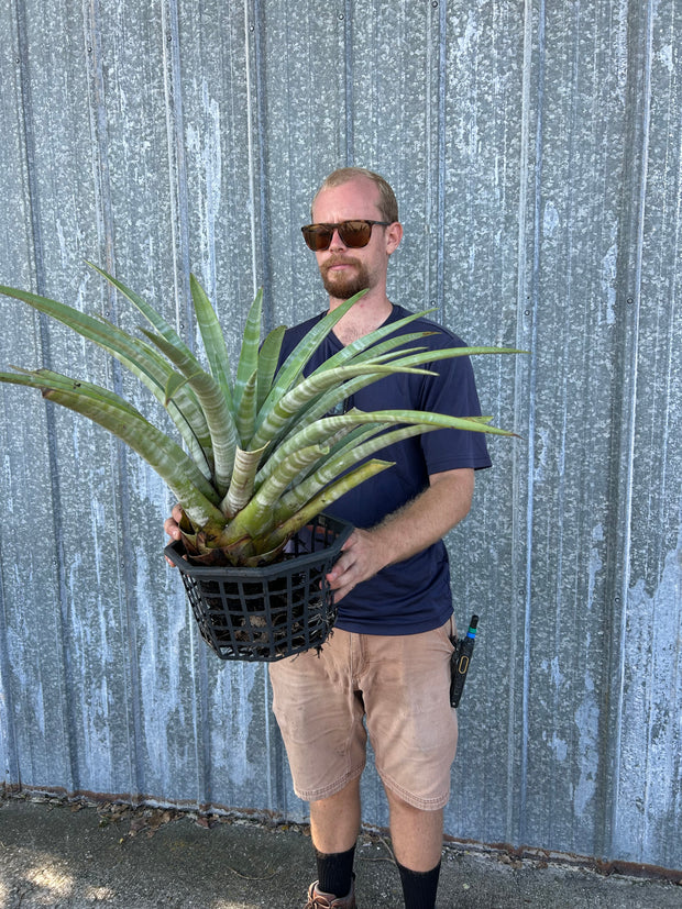 Tillandsia hildae